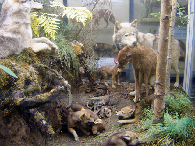 Биологическая группа в Зоологическом музее.