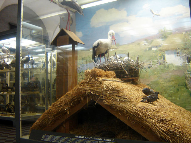 Биологическая группа в Зоологическом музее. Белый аист