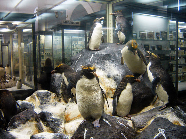 зоологический музей в санкт-петербурге